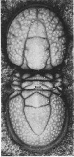 Ptychagnostus punctuosus — photo 7