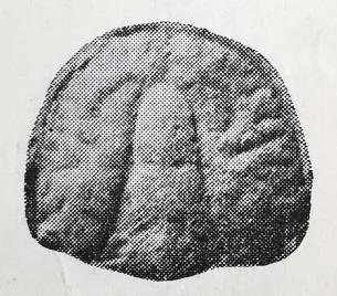 Ptychagnostus sinicus