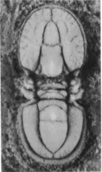 Ptychagnostus sinicus — photo 3