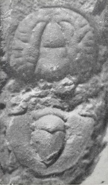 Ptychagnostus sinicus — photo 4