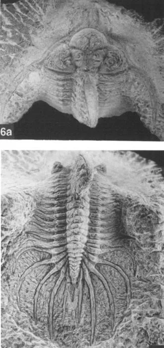 Quadrops flexuosa