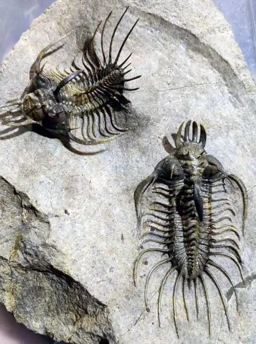 Quadrops flexuosa — photo 2