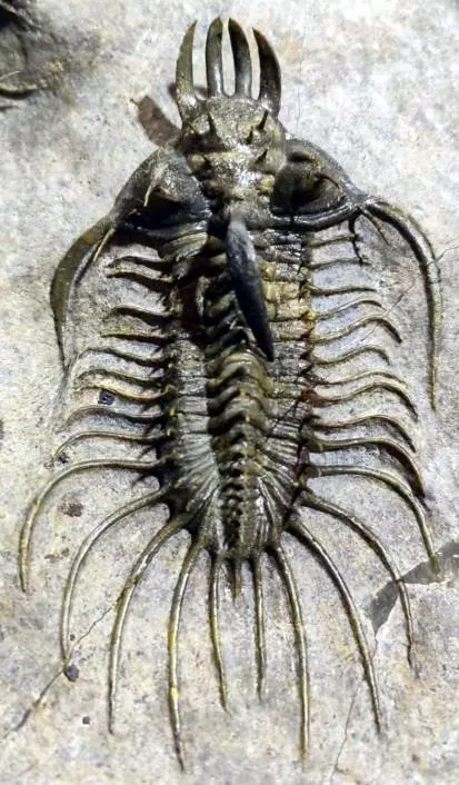 Quadrops flexuosa — photo 3