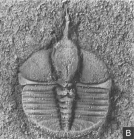 Raphiophorus sandfordi
