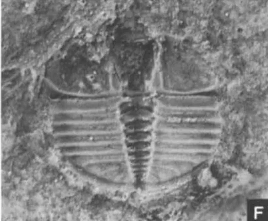 Raphiophorus sandfordi — photo 2