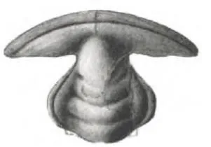 Redlichia (Pteroredlichia) chinensis