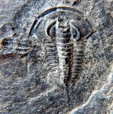 Redlichia (Pteroredlichia) murakamii — photo 10