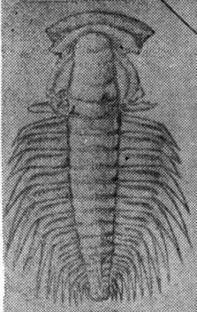 Redlichia (Redlichia) mai