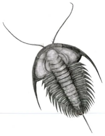 Redlichia (Redlichia) mai — photo 3