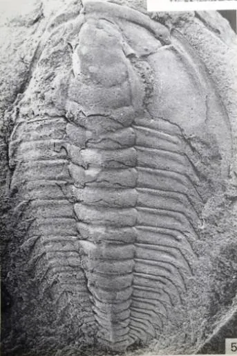 Redlichia (Redlichia) mansuyi