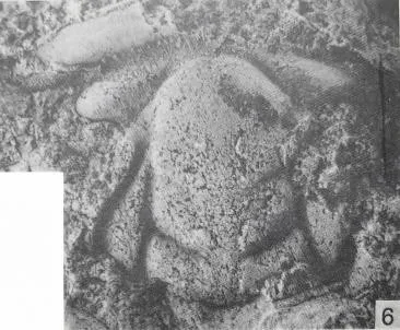 Redlichia (Redlichia) nobilis