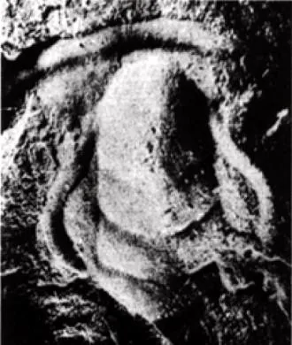 Redlichia (Redlichia) noetlingi