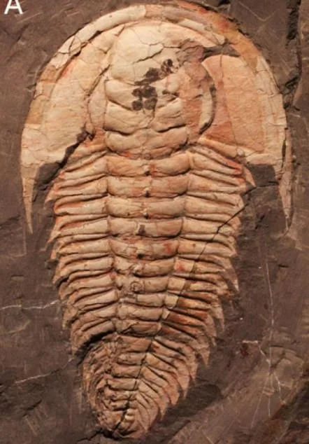 Redlichia (Redlichia) rex
