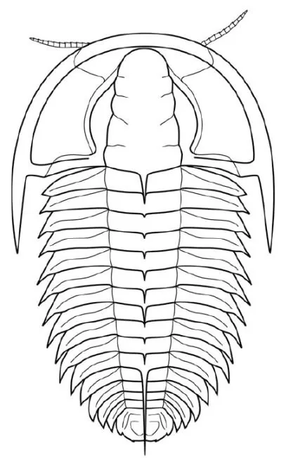 Redlichia (Redlichia) rex — photo 2