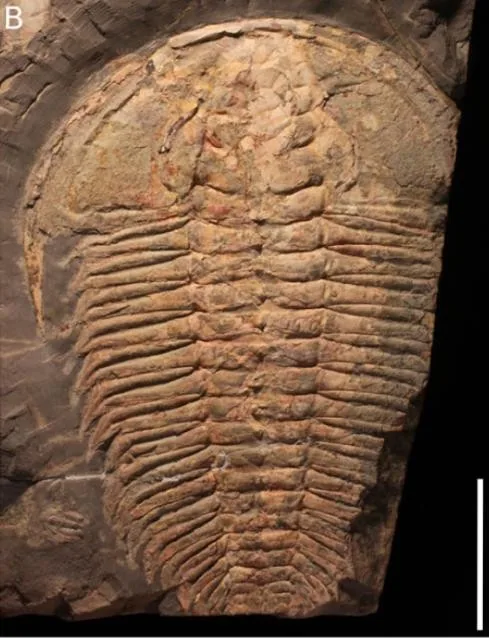 Redlichia (Redlichia) rex — photo 3