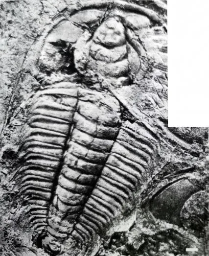 Redlichia (Redlichia) takooensis