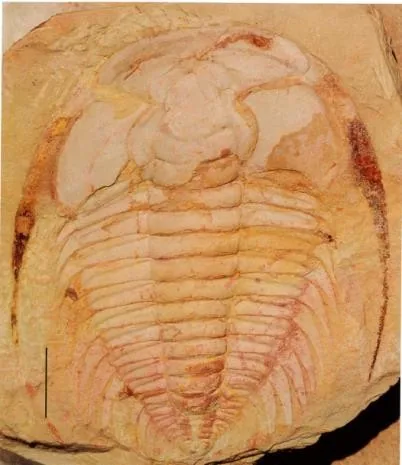 Redlichia (Redlichia) yunnanensis — photo 3
