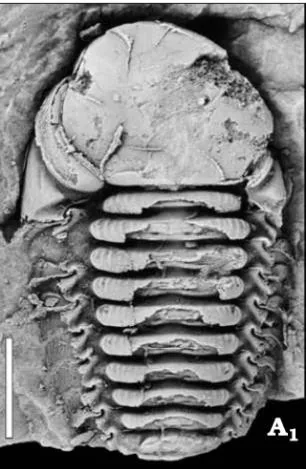 Remopleurides xiazhenensis — photo 3