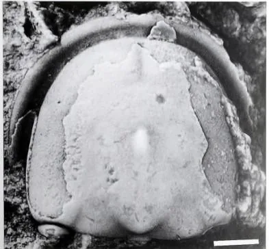 Rhaptagnostus changshanensis