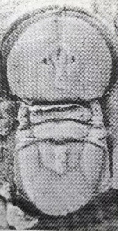 Rhaptagnostus changshanensis — photo 4