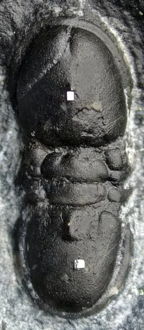 Rhaptagnostus changshanensis — photo 8