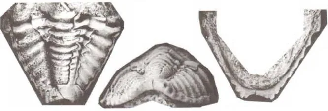 Rhinophacops schizoloma