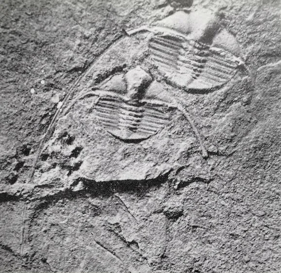 Rhombampyx yii