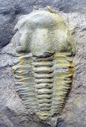 Ruichengaspis mirabilis — photo 5
