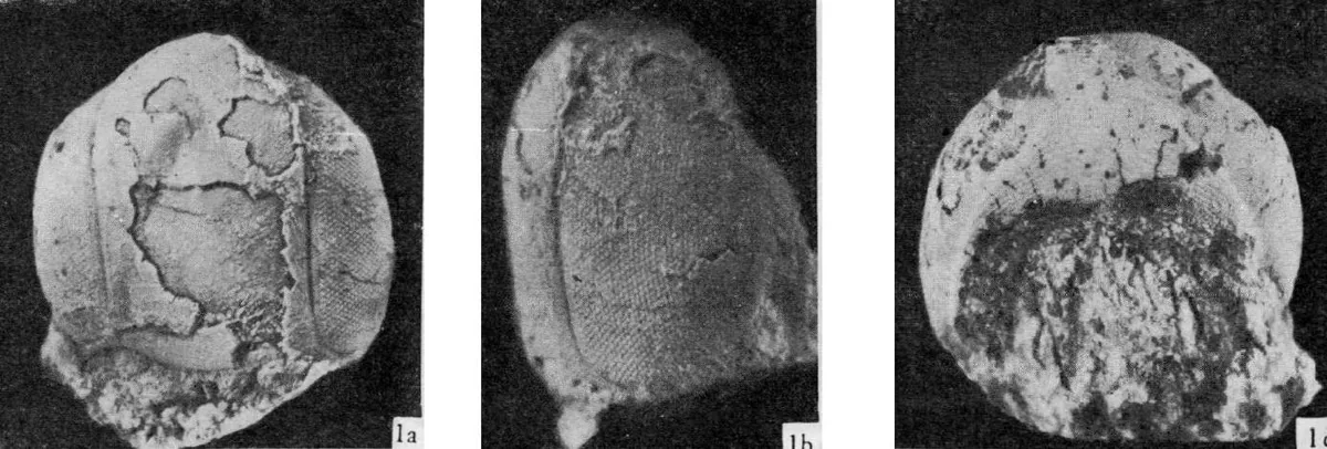Sagavia chuanxiensis