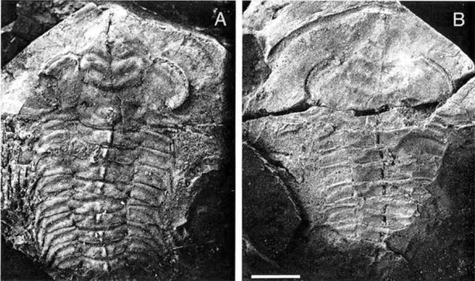 Schmidtiellus reetae