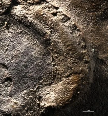 Schmidtiellus reetae — photo 2