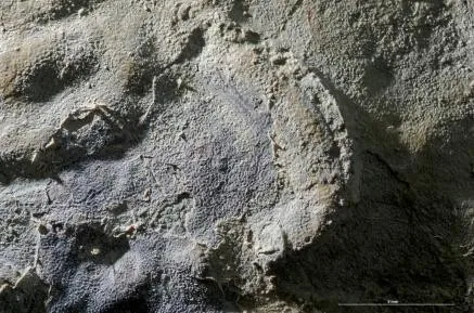 Schmidtiellus reetae — photo 3