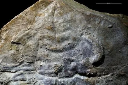 Schmidtiellus reetae — photo 4