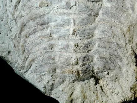 Schmidtiellus reetae — photo 5