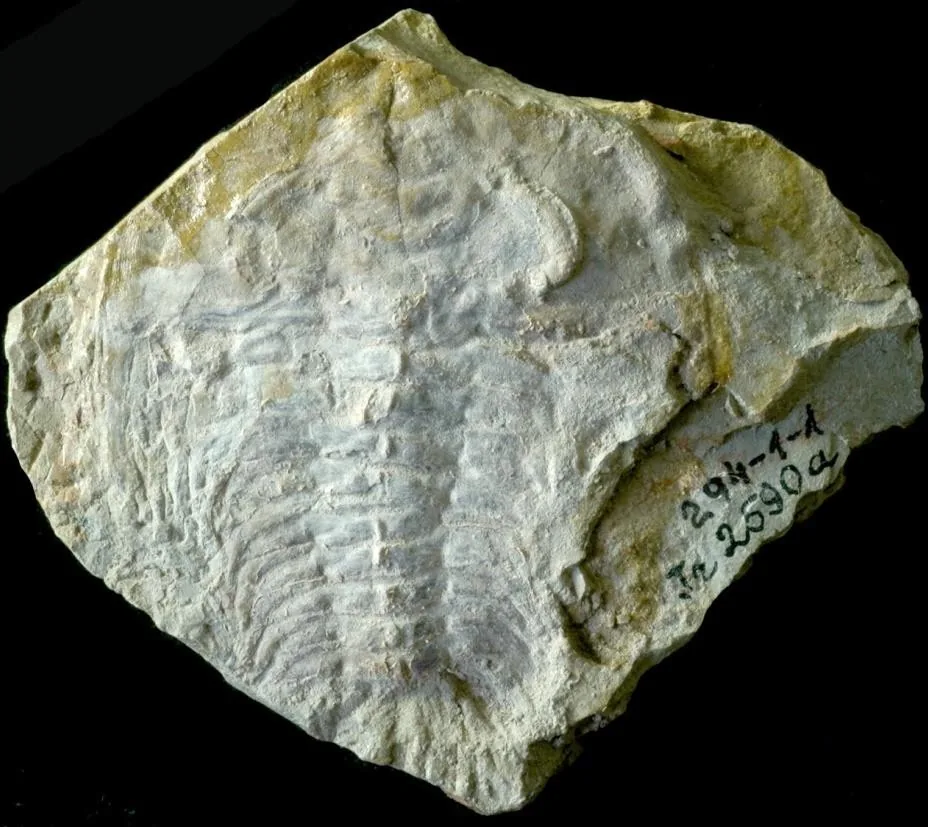 Schmidtiellus reetae — photo 6