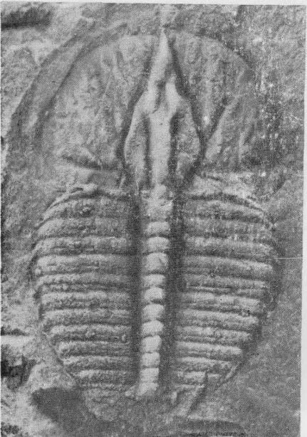 Seleneceme ziyangensis