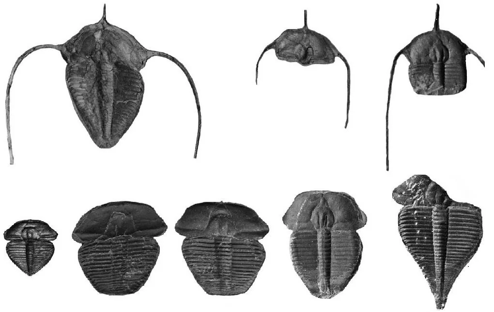 Seleneceme ziyangensis — photo 3