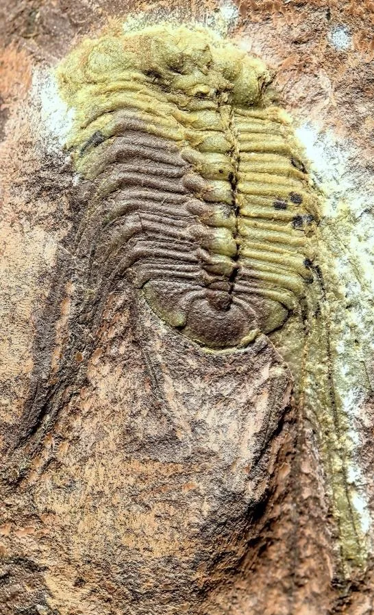 Selenopeltis sp.