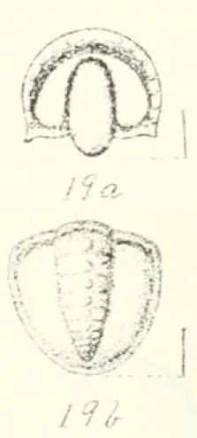 Serrodiscus bellimarginatus