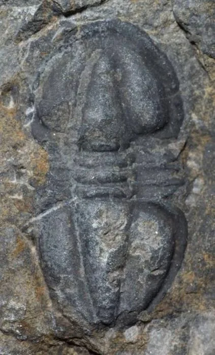 Serrodiscus speciosus