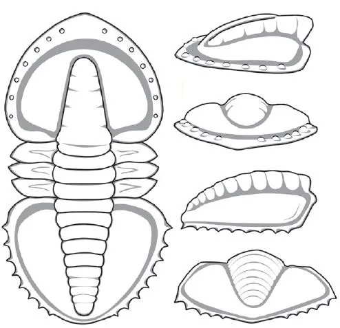 Serrodiscus speciosus — photo 2