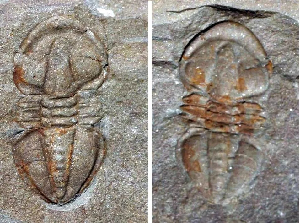 Serrodiscus speciosus — photo 3