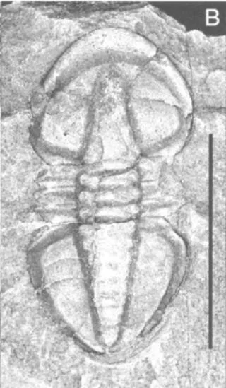 Serrodiscus speciosus — photo 4