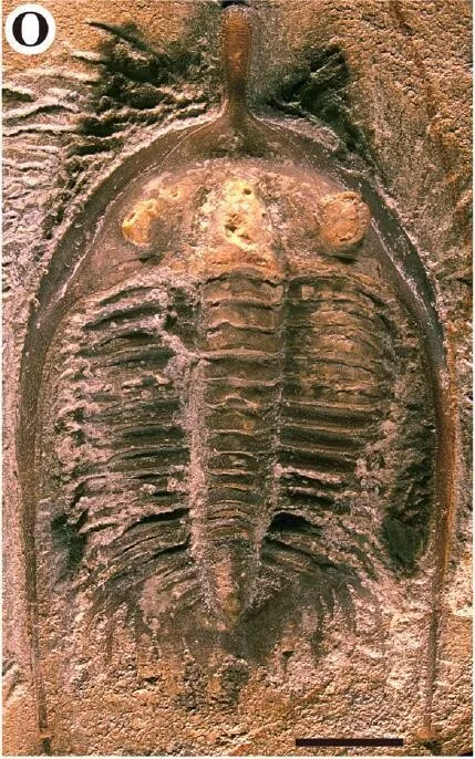 Shantungia liui