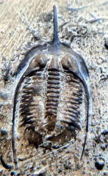 Shantungia sinensis — photo 4