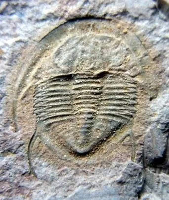 Shergoldia laevigata — photo 3