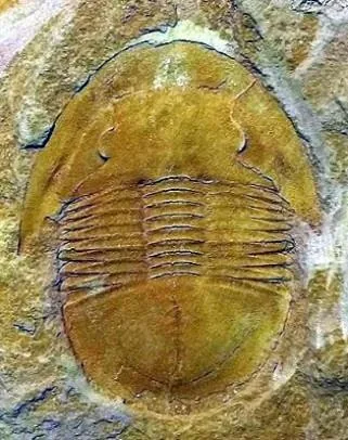 Shergoldia laevigata — photo 4