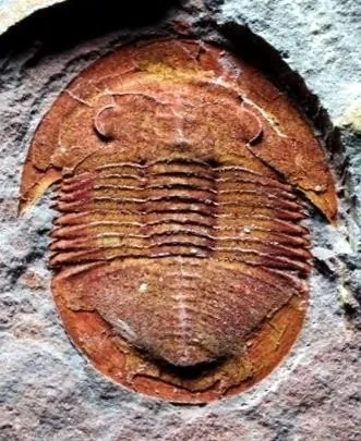 Shergoldia laevigata — photo 6