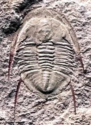 Shergoldia laevigata — photo 7