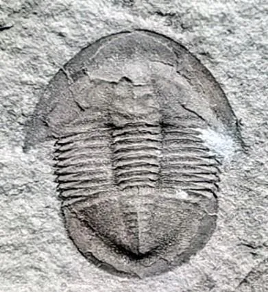 Shergoldia laevigata — photo 8